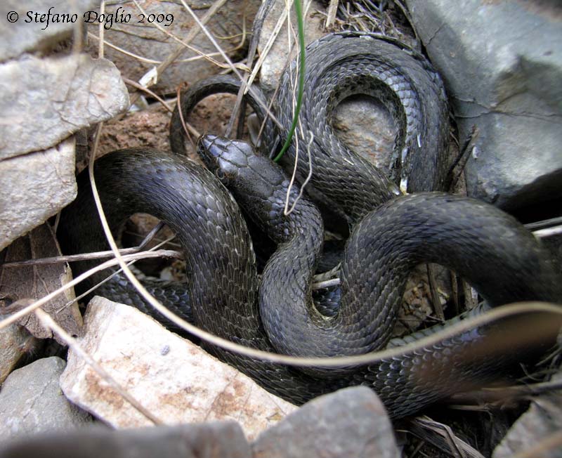 nel Peloponneso (Typhlops e Natrix tessellata)